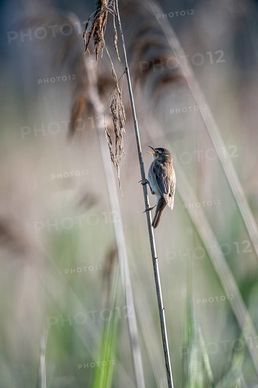 Sedge warbler (Acrocephalus schoenobaenus), Lower Saxony, Germany, Europe