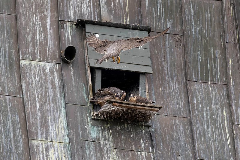 Peregrine falcon (Falco peregrinus), adult bird approaching the nesting box, in the church spire of the town, Muensterland, North Rhine-Westphalia, KI generated, AI generated