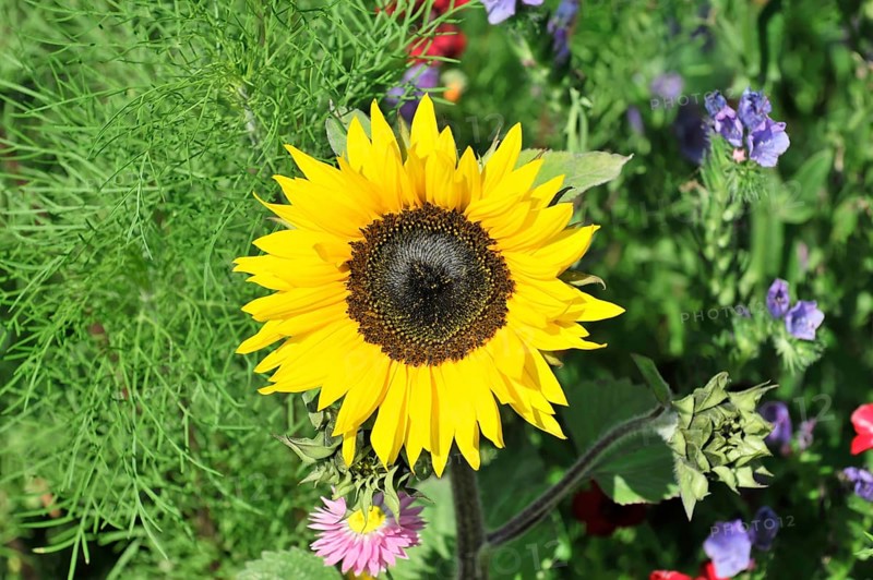 Sunflower (Helianthus annuus), flowering, Baden-Wuerttemberg, Germany, Europe, Yellow sunflower in full bloom, surrounded by green leaves and small purple and red flowers, Stuttgart, Europe