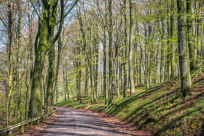 Road in a beech forest (Fagus sylvatica) in the springtime in Fyledalen, Tomelilla community, Skane county, Sweden, Scandinavi, Europe