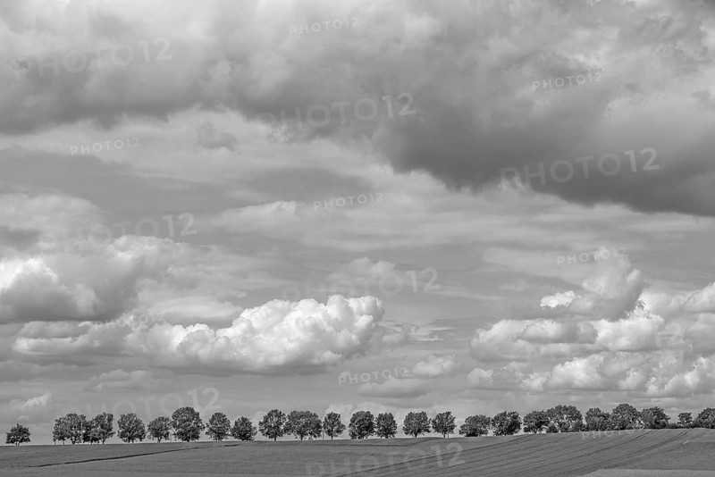 Lime tree (Tilia platyphyllos) with cloudy sky, Kalchreuth, Middle Franconia, Bavaria, Germany, Europe