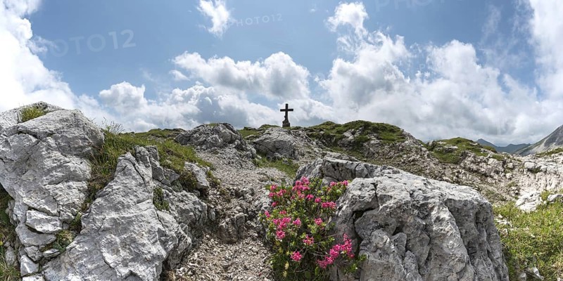 Alpine rose blossom, rhododendron, Koblat-Hoehenweg on the Nebelhorn, Allgaeu Alps, Allgaeu, Bavaria, Germany, Europe