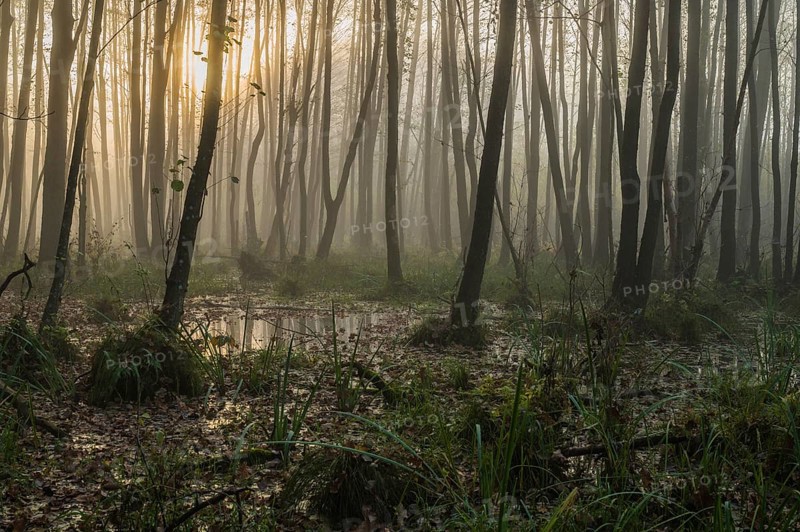Morning atmosphere in the forest, sun shines through alder trees (Alnus glutinosa), Warmia, Poland, Europe