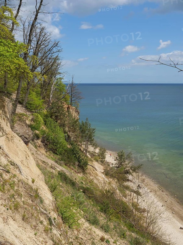A steep coastal slope, lined with green trees, overlooking a small stretch of beach and the calm blue sea, Green trees on a Baltic Sea beach with clear water, Sopot, poland