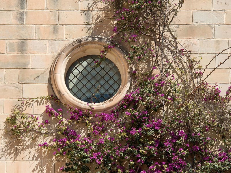 A round window on a stone wall, surrounded by ivy and purple flowers, the town of mdina on the island of malta with historic houses, colourful balconies, magnificent churches, mdina, Malta, Europe
