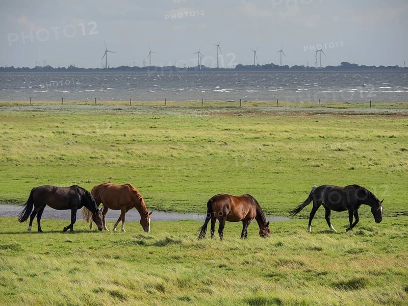 Four horses grazing on a green meadow near a small waterhole with wind turbines in the background, Spiekeroog, Germany, Europe
