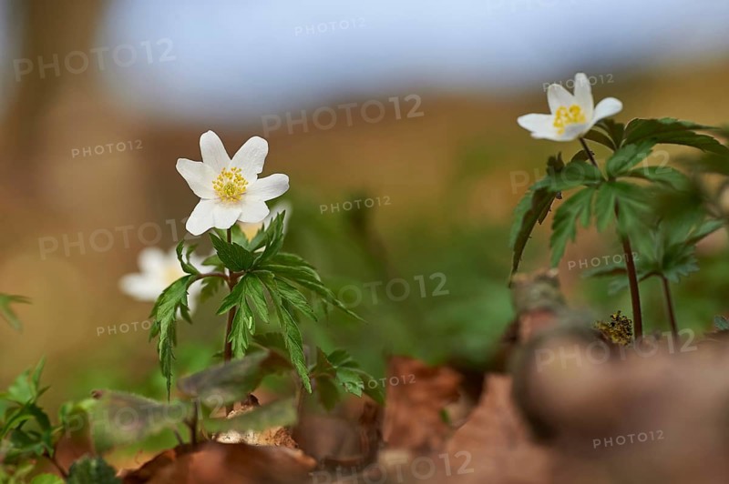 Wood anemone (Anemone nemorosa) Blossoms in a forest, Bavaria, Germany, Europe
