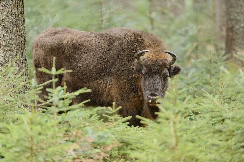 Close-up of a European bison (Bison bonasus) in a forest in spring, Bavarian Forest National Park, Germany, Europe