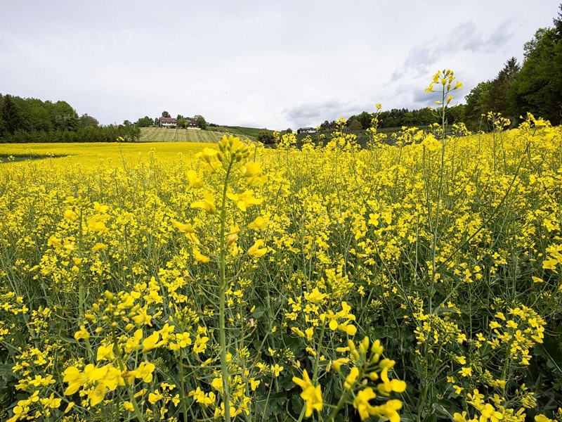 Rape field in bloom, near Riegersburg, Styria, Austria, Europe