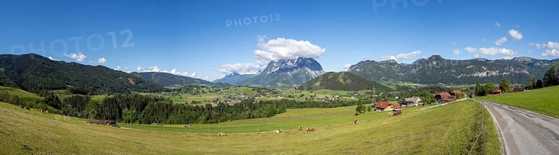 Cows grazing in a meadow, Ennstal, Grimming in the background, panoramic view, near Aigen im Ennstal, Styria, Austria, Europe