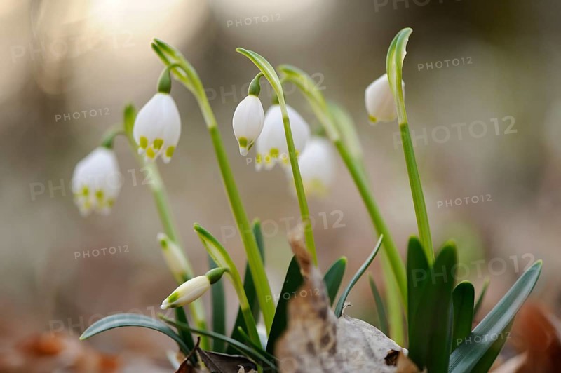 Close-up of Spring Snowflake (Leucojum Vernum) blossoms in a forest in spring
