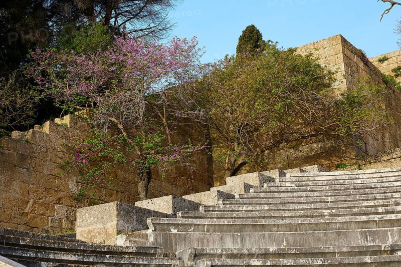 Ancient amphitheatre with stone seating steps surrounded by flowering trees, Archaeological Site, Rhodes Town, Rhodes, Dodecanese, Greek Islands, Greece, Europe