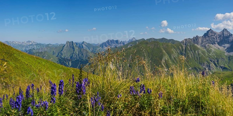 Monkshood (Aconitum napellus), on the Wildengundkopf, 2238m, behind the Hoefats, 2259m, Allgaeu Alps, Bavaria, Germany, Europe