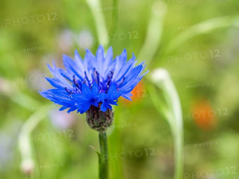 Cornflower (Centaurea cyanus), near Heimschuh, Styria, Austria, Europe
