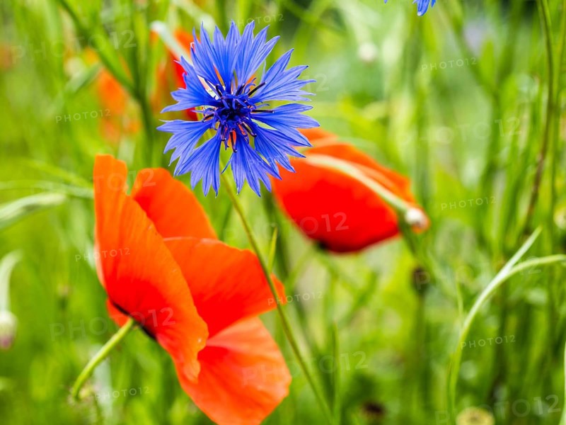 Cornflower (Centaurea cyanus), near Heimschuh, Styria, Austria, Europe