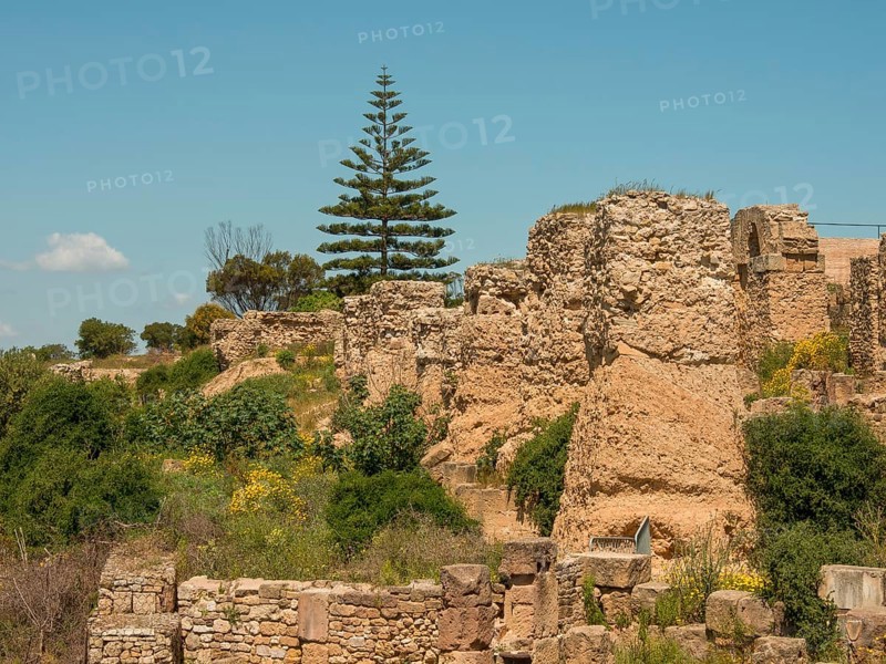 Historic ruins with vegetation and trees against a clear sky, Tunis in Africa with Roman ruins, modern mosques and blue and white houses in sidi-bou-said, Tunis, Tunisia, Africa