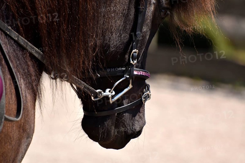 Detailed view of an Icelandic horse with head, mane, mop of hair and equipped with reins, bridle and bit