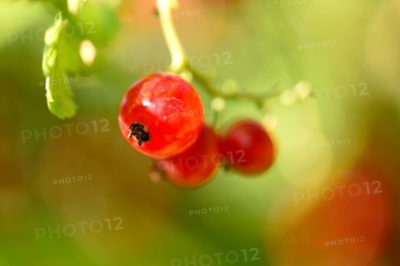 Close-up of red currant (Ribes rubrum) fruits in a garden in early summer