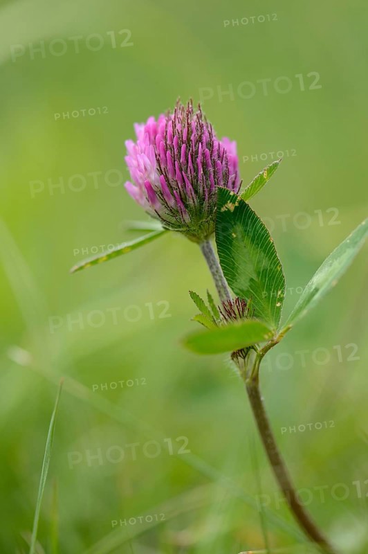 Close-up of a red clover (Trifolium pratense) blossom in a meadow in spring
