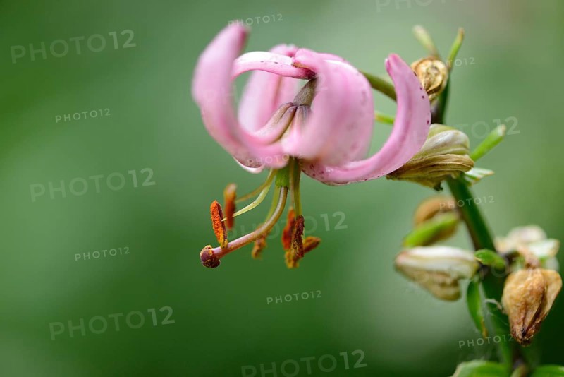 Close-up of a Martagon or Turk's cap lily (Lilium martagon) in a forest in spring