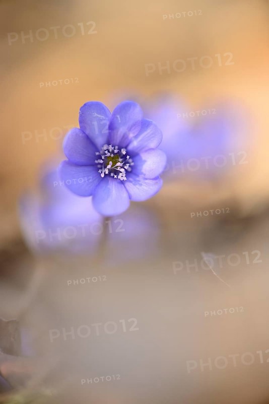 Close-up of a Common Hepatica (Anemone hepatica) blossom in a forest on a sunny evening in spring