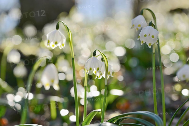 Landscape of Spring Snowflake (Leucojum vernum) blossoms in a forest on a sunny evening in spring