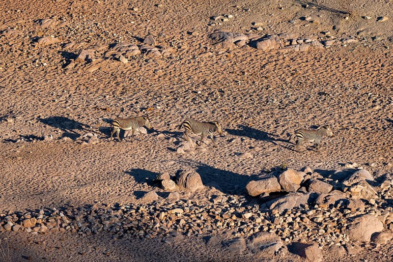 Three hartmann's mountain zebras (Equus zebra hartmannae) between rocks, casting long shadows, from above, Hobatere Concession, Namibia, Africa