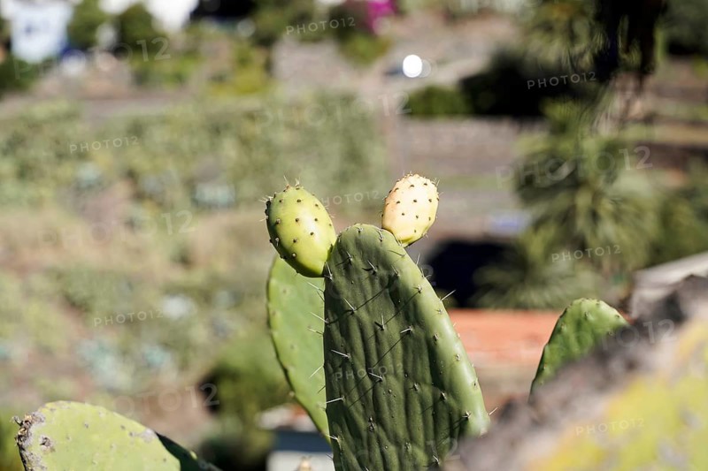 Mountain village Masca, Masca Gorge, Montana Teno Mountains, Tenerife, Canary Islands, Spain, Europe, Close-up of a cactus with two ripe fruits in a natural environment, Europe