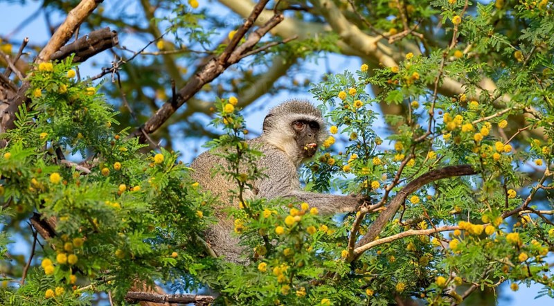 Southern vervet monkey (Chlorocebus pygerythrus) sitting in a flowering tree, eating yellow flowers of an acacia tree, Kruger National Park, South Africa, Africa