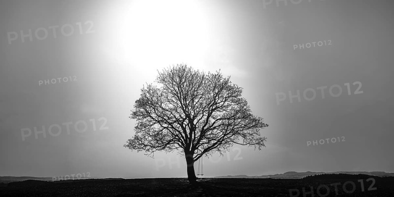 Maple tree (Acer pseudoplataus) near Kornhofen, Allgaeu Alpine foothills, Allgaeu, Bavaria, Germany, Europe