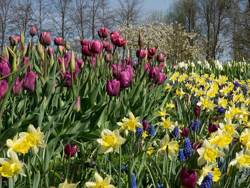A colourful flower field with purple tulips, wild daffodils and blue flowers in spring, many colourful blooming tulips in springtime in the Netherlands, amsterdam, netherlands