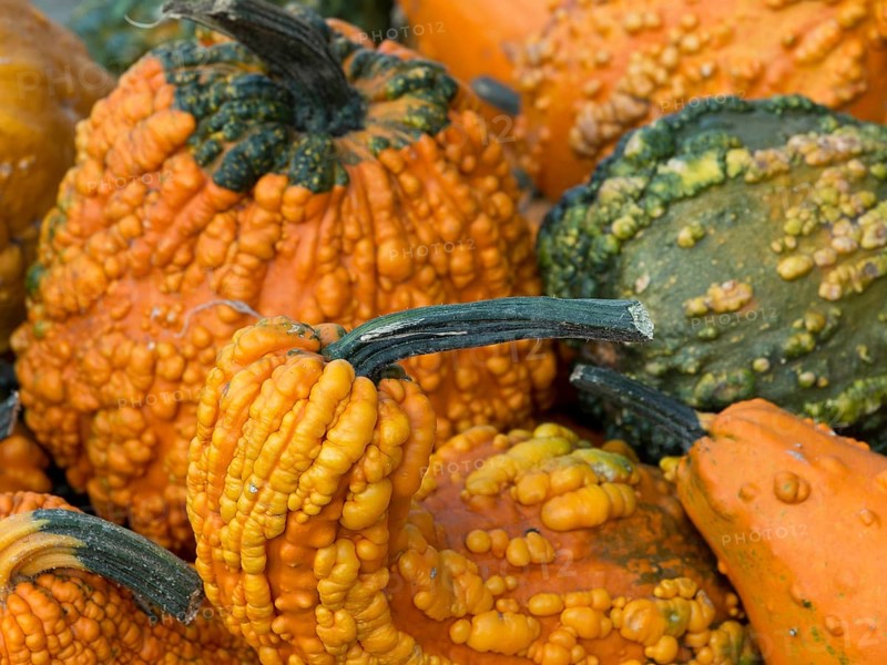 A variety of orange, bumpy pumpkins, some with green tops, many colourful pumpkins for decoration in a garden, Borken, Germany, Europe