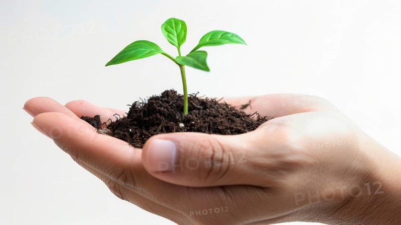 Hands cupping soil and a small green sprout