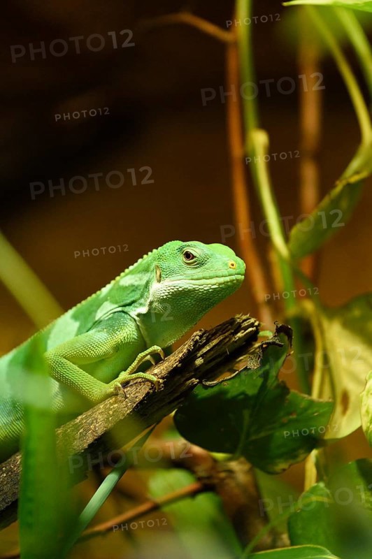Close-up of a Fiji banded iguana (Brachylophus fasciatus) in a terrarium