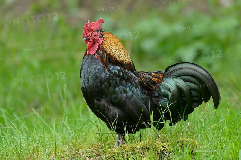 Close-up of a chicken (Gallus gallus domesticus) rooster in spring
