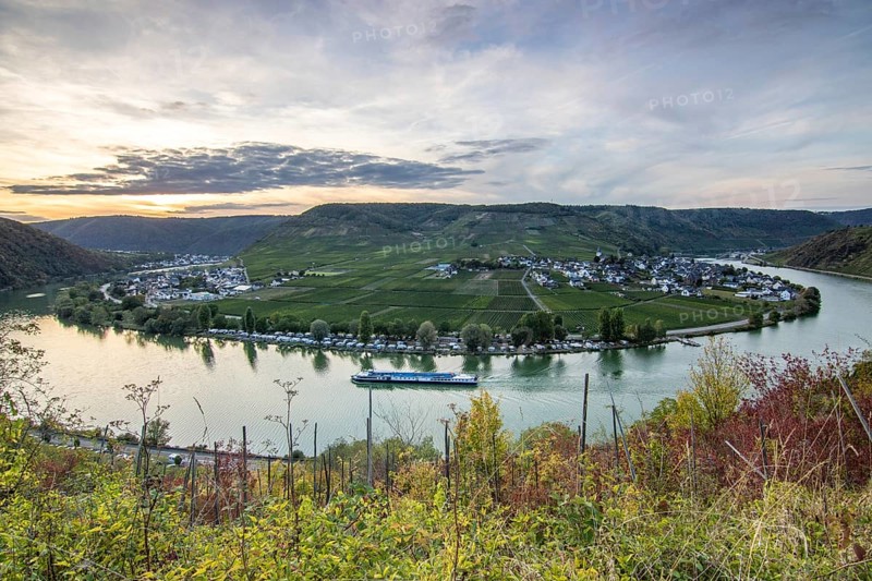 Beautiful landscape by a river. Metternich Castle lies in the middle of the vineyards overlooking the Moselle. A late summer evening at sunset with castle ruins in the town of Beilstein, Rhineland-Palatinate, Germany, Europe