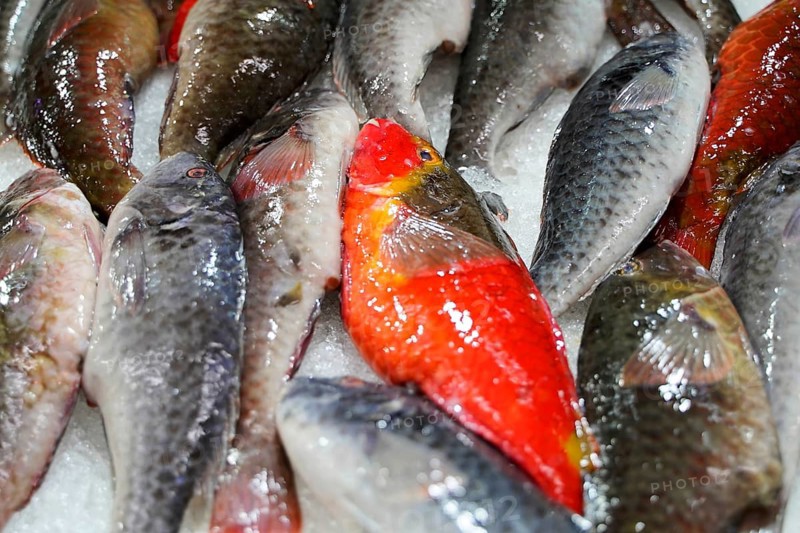 Market hall, Mercado de Nuestra Senora de Africa, Santa Cruz de Tenerife, Tenerife, Canary Islands, Spain, Europe, A pile of fish on ice, one of them bright red under the grey, Europe