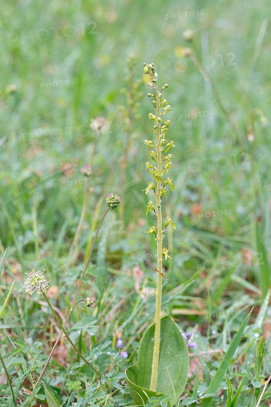 Common twayblade (Neottia ovata), complete plant in meadow, Muensterland, Germany, Europe