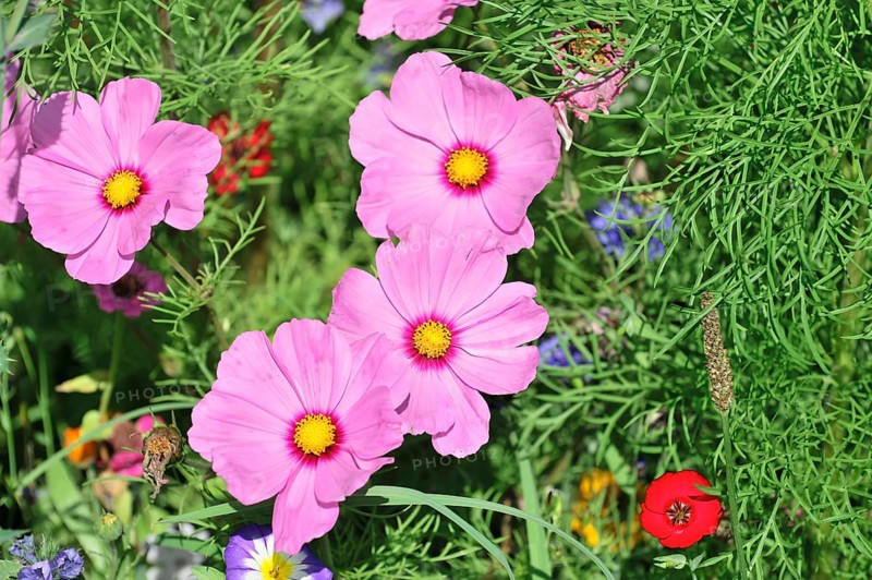 Mexican aster (Cosmea bipinnata), Schwaebisch Gmuend, Baden-Wuerttemberg, Germany, Europe, Three pink flower blossoms in front of a green background with various colourful flowers and plants in the garden, Stuttgart, Europe