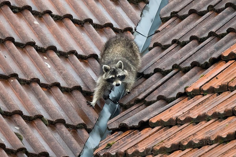 A raccoon (Procyon lotor) climbing on a tiled roof near a gutter, Hesse, Germany, Europe