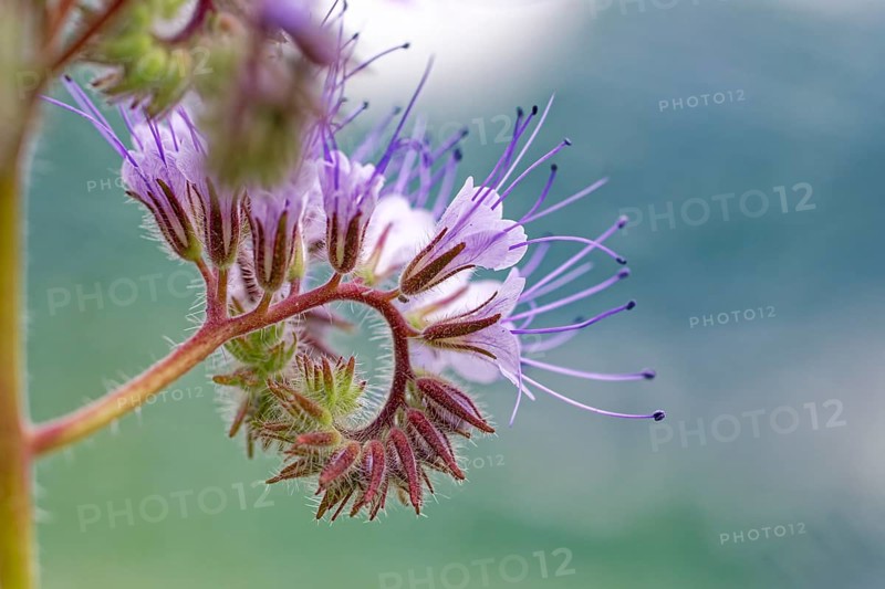 Close-up of a purple flower with fine stamens and a blurred background, lacy phacelia (Phacelia tanacetifolia) also called tufted beauty, tufted flower or bee friend, Wismar, Mecklenburg-Vorpommern, Germany, Europe