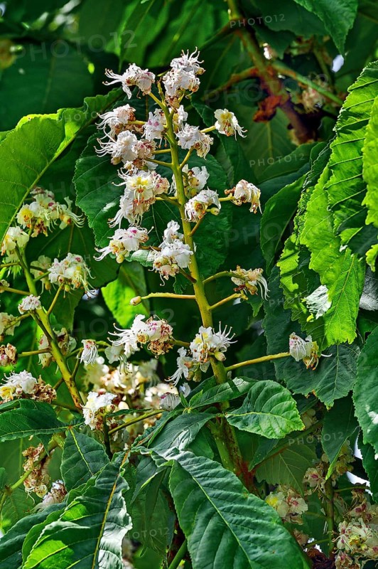 Spring, blossoms of the common horse-chestnut (Aesculus hippocastanum), Allgaeu, Bavaria, Germany, Europe