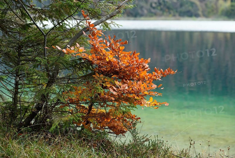Landscape of a little European beech or common beech (Fagus sylvatica) beside a clear lake (Plansee) in autumn in Tirol