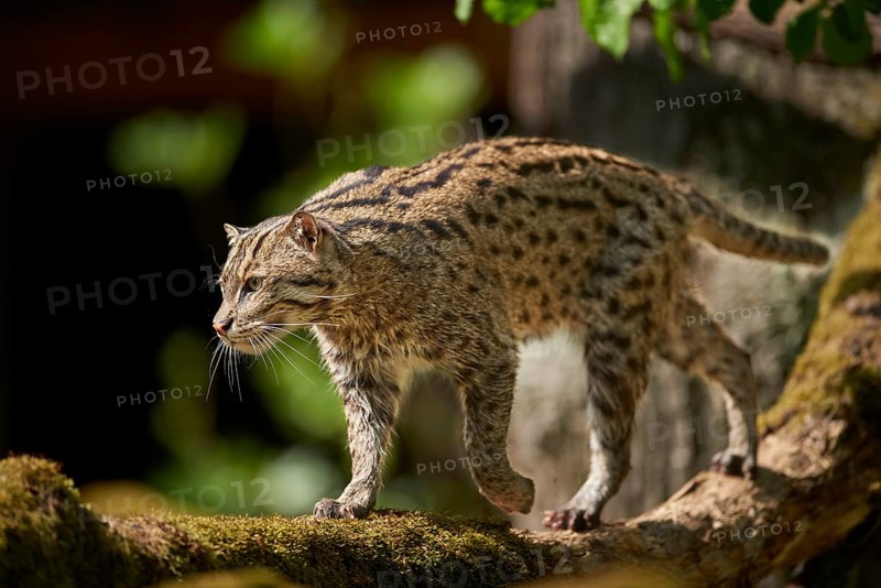 Close-up of a fishing cat (Prionailurus viverrinus) in spring