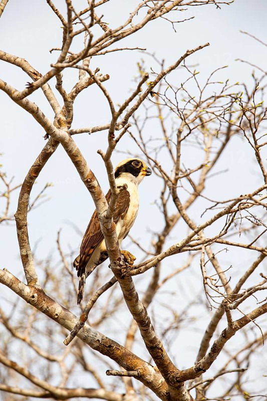 Laughing falcon (Herpetotheres cachinnans) Pantanal Brazil