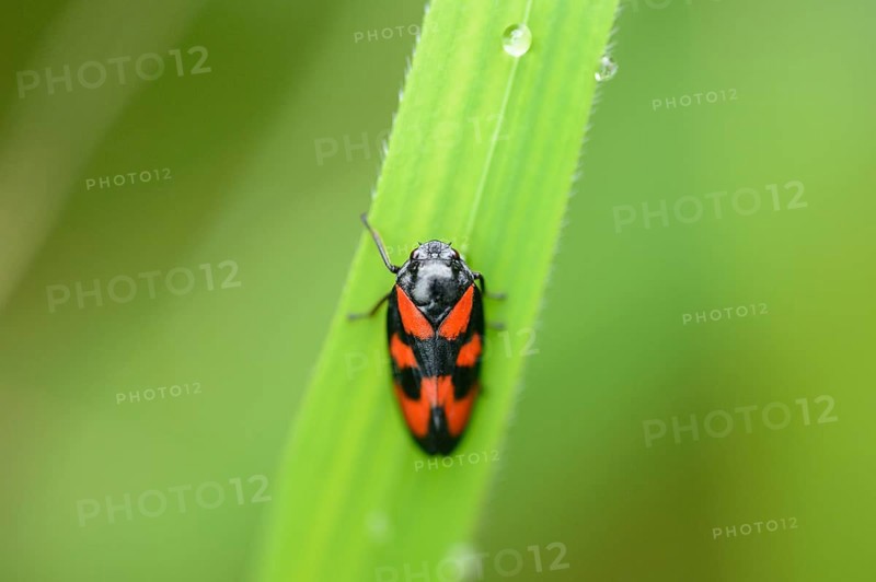 Close-up of a froghopper (Cercopis vulnerata) on a grass in spring