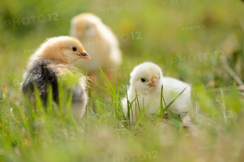 Close-up of chicken (Gallus gallus domesticus) chicks on a meadow in spring