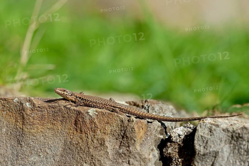 Viviparous lizard (Zootoca vivipara) on a stone wall, Moselle, Rhineland-Palatinate, Germany, Europe