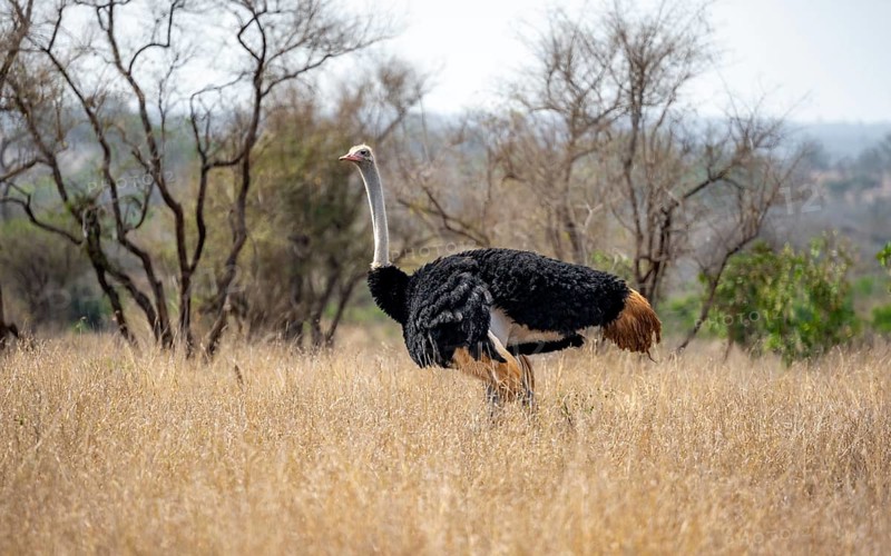 Common ostrich (Struthio camelus), adult male, in dry grass, Kruger National Park, South Africa, Africa