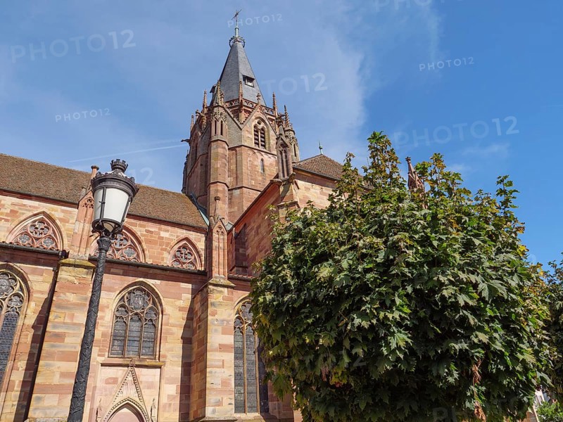 Gothic style church with high tower and trees in the foreground under a blue sky, historic house fronts and a large church in Alsace, Wissembourg, France, Europe